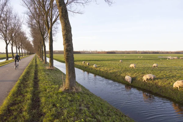 Овцы в лугу и велосипедист около Purmerend к северу от amsterdam в — стоковое фото