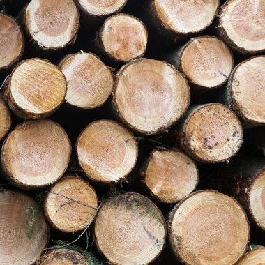 ahşap Ladin ağaç küçük kesilmiş gövdeleri yığını