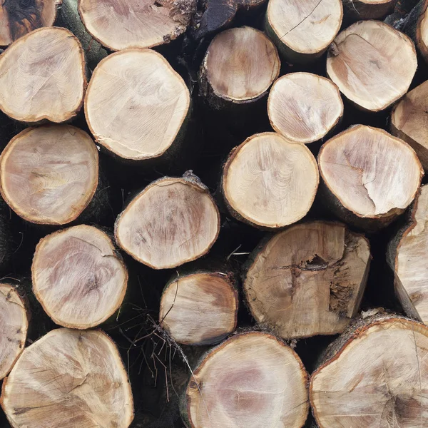 Stack of beech logs in closeup — Stock Photo, Image