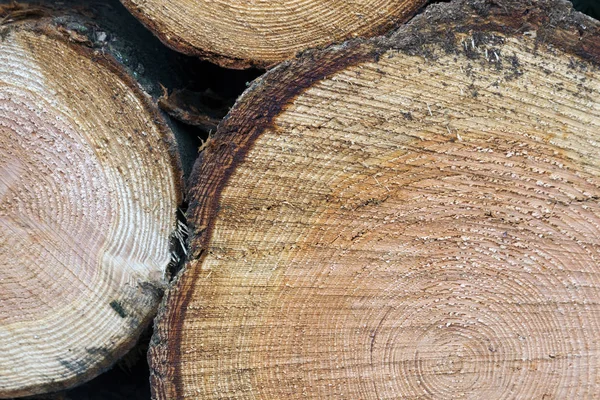 Closeup of cut spruce tree trunks — Stock Photo, Image
