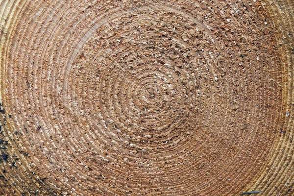 Closeup of cut spruce tree trunk — Stock Photo, Image