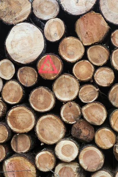 Pile of small cut trunks of spruce tree wood — Stock Photo, Image