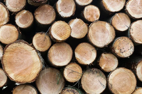 Pile of small cut trunks of spruce tree wood — Stock Photo, Image