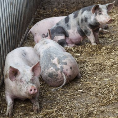 Domuzlar saman dışında organik çiftlikte