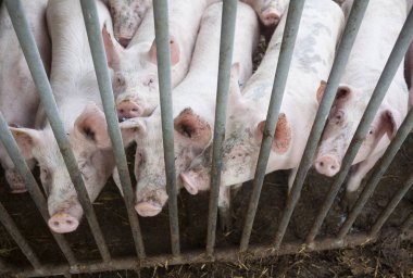 Domuzlar üzerinde demir çit çelik parmaklıklar arkasında organik tarım