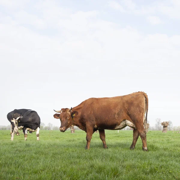 Pretas e marrons vacas em Holandês Prado na fazenda orgânica na primavera — Fotografia de Stock