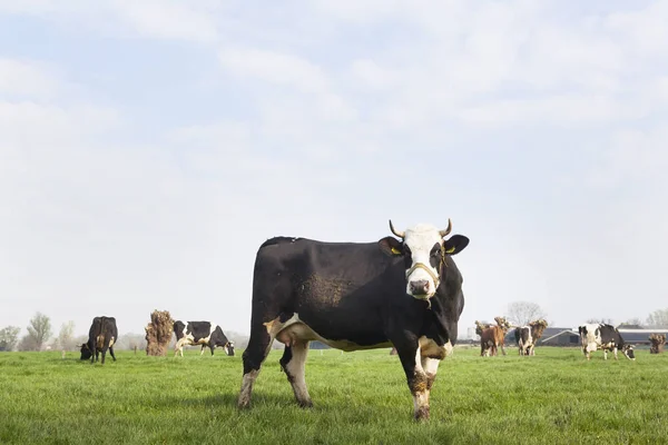 Schwarze und braune Kühe auf holländischer Weide auf Biohof im Frühjahr — Stockfoto