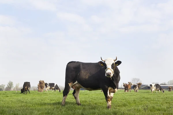 Schwarze und braune Kühe auf holländischer Weide auf Biohof im Frühjahr — Stockfoto