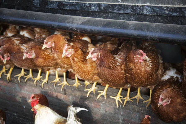 Many brown organic free roaming chickens on farm in holland — Stock Photo, Image