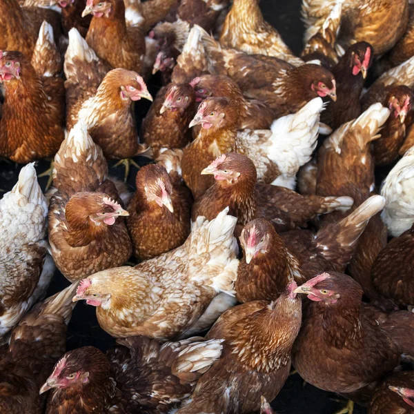 Many brown organic free roaming chickens on farm in holland — Stock Photo, Image