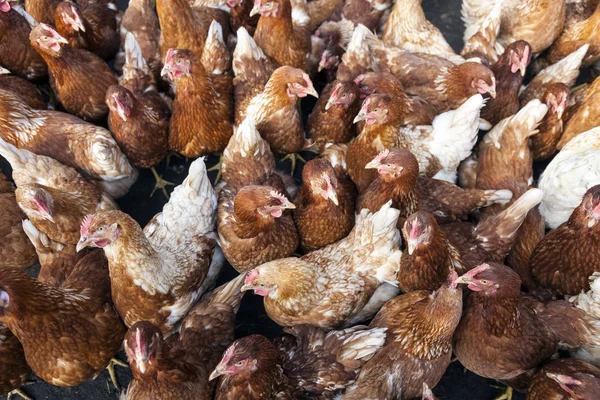 Muchos pollos vagabundos orgánicos marrones en la granja en Holanda — Foto de Stock