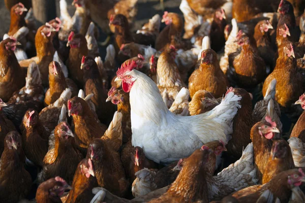 Pollo marrón en granja orgánica en granero de aves de corral con gallo blanco — Foto de Stock