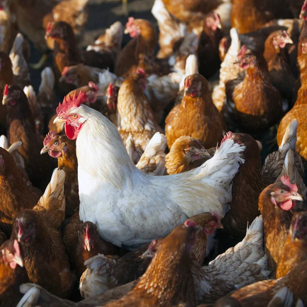 Pollo marrón en granja orgánica en granero de aves de corral con gallo blanco — Foto de Stock