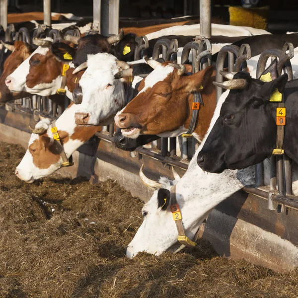 Fila de vacas alimentadas en granero abierto en granja orgánica holandesa — Foto de Stock