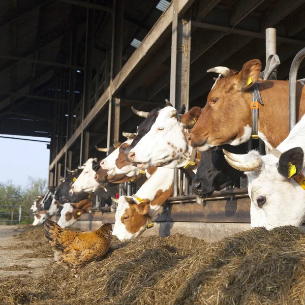 Pollo está fuera granero lleno de vacas en la granja holandesa en el ne — Foto de Stock