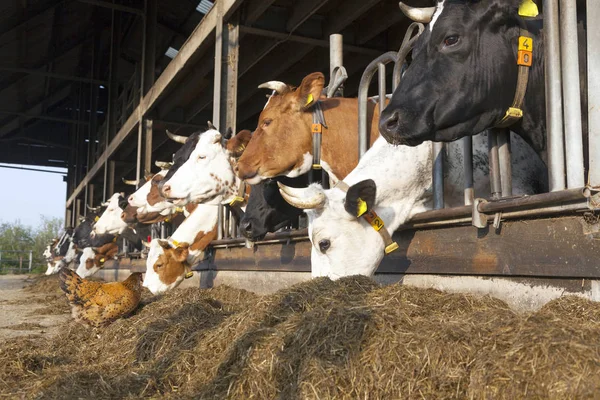 Ahır tam ND'nin Hollandalı çiftliğinde inek dışında tavuk standları — Stok fotoğraf
