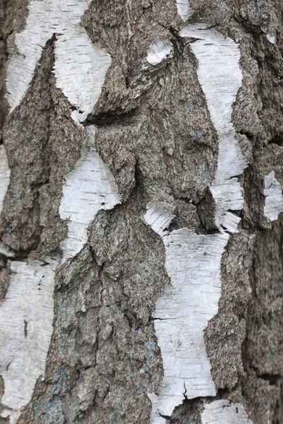 Κοντινό πλάνο του φλοιού σε πολύ παλιό δέντρο σημύδων — Φωτογραφία Αρχείου
