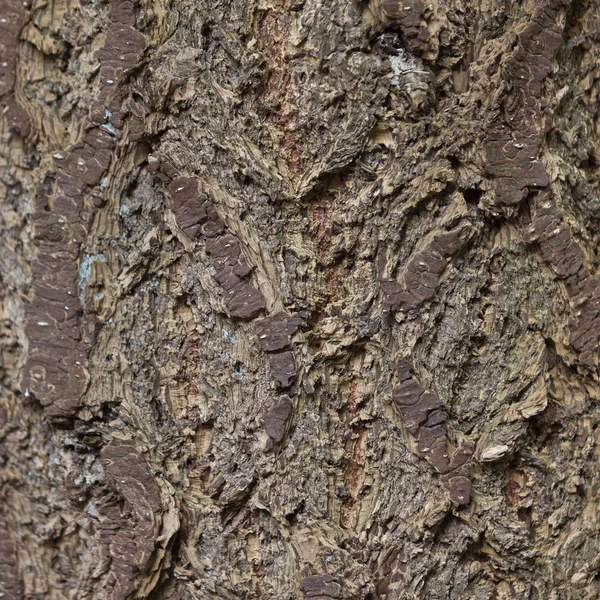Primer plano cuadrado de corteza de abeto viejo —  Fotos de Stock