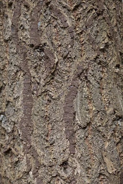 Primer plano vertical de la corteza de abeto viejo —  Fotos de Stock