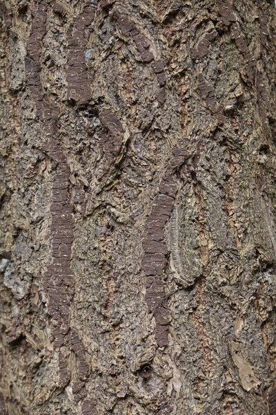 vertical closeup of old spruce tree bark