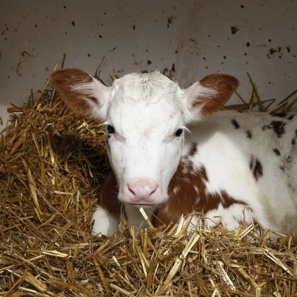 Red and white calf lies in shelter on straw — ストック写真