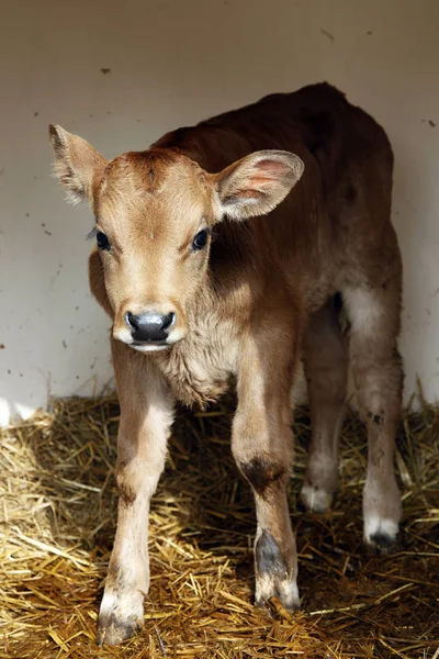 Brown limousin calf stands in shelter on straw — Stock Photo, Image