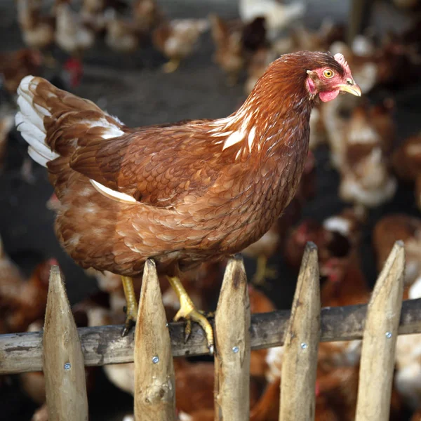 Un pollo marrón en la cerca de madera y otros en el fondo o — Foto de Stock