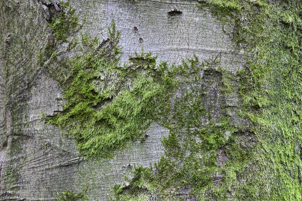 Nahaufnahme von Moos am Stamm einer Buche — Stockfoto