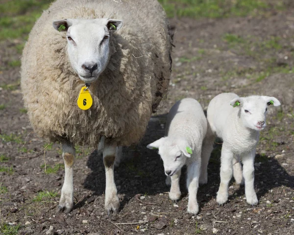 Ewe номер шість стоїть на лузі з двома ягнятами — стокове фото