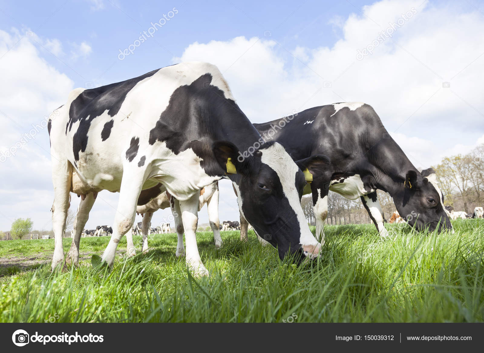 Close-up van zwart-witte koeien in Nederlandse weide zonnige lente Stockfoto, rechtenvrije foto door © #150039312