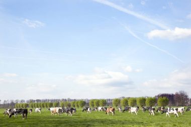 Bahar Hollandalı çayırda willows içinde ile holstein inek sürüsü 
