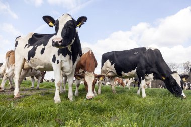 Bahar Hollandalı çayırda willows içinde ile holstein inek sürüsü 