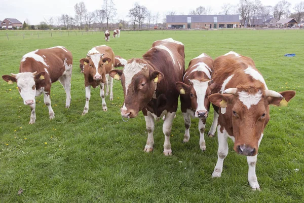 Vacas jovens vermelhas e brancas com touro no prado perto de Veenendaal em — Fotografia de Stock
