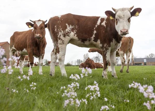 Vacas jovens vermelhas e brancas com touro no prado perto de Veenendaal em — Fotografia de Stock