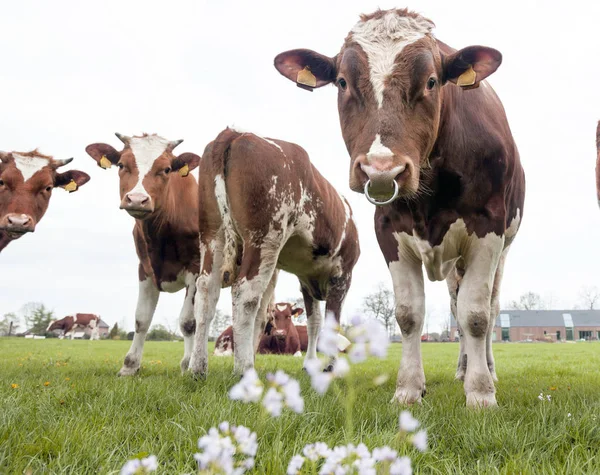 Young red and white cows with bull in meadow near Veenendaal in — Stock Photo, Image