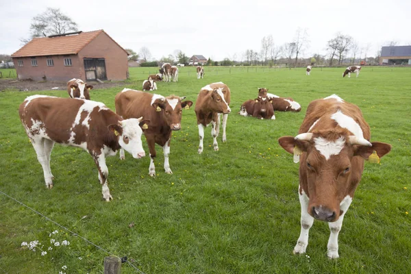 Mladé červené a bílé krávy s bull louce poblíž Veenendaal v — Stock fotografie