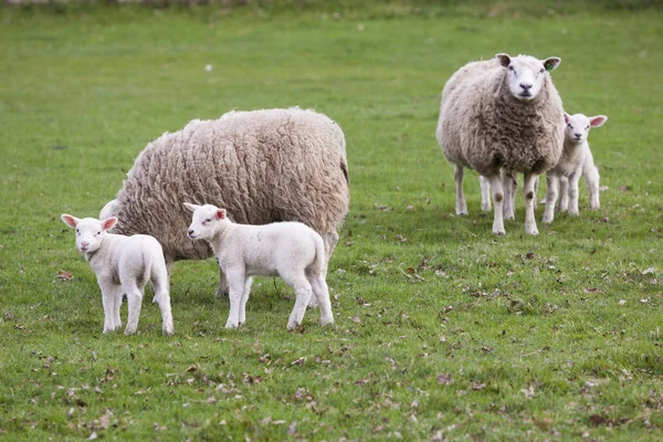 Sheep and lambs in spring landscape near veenendaal in the dutch — Stock Photo, Image