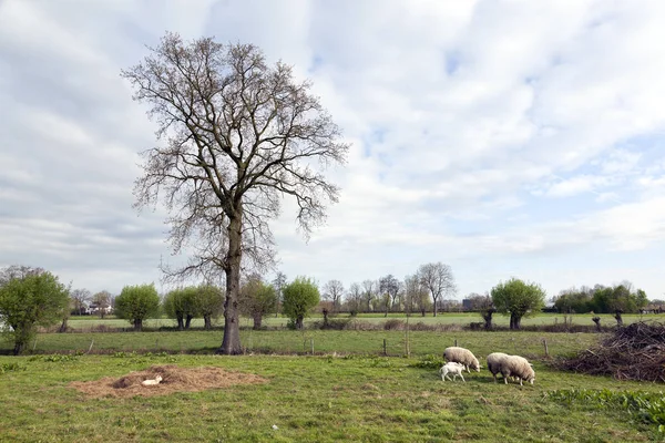 Schapen en lammeren in het voorjaar landschap in de buurt van veenendaal in het Nederlands — Stockfoto