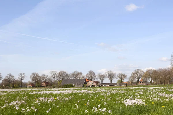 Flores da primavera no prado holandês perto de renswoude e veenenendaal em — Fotografia de Stock