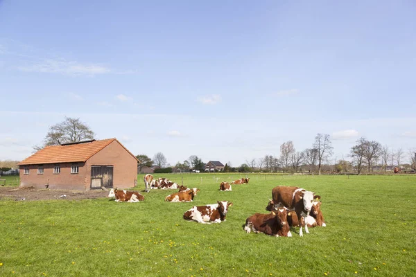 Vacas rojas y blancas cerca de cobertizo en prado herboso verde en spr soleado — Foto de Stock