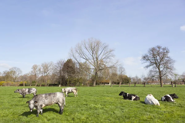 Vacas de carne y otros bovinos en prados verdes de primavera cerca de re —  Fotos de Stock