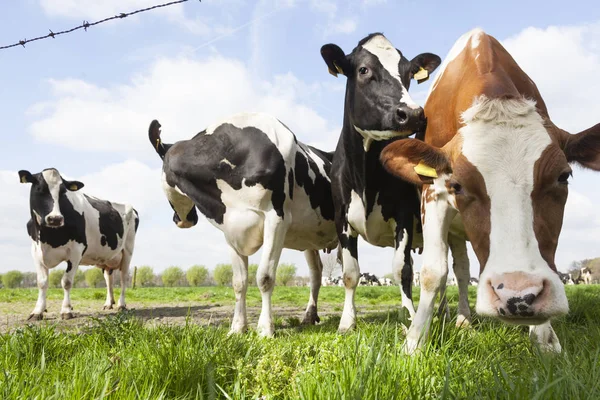 Close-up van zwarte, rode en witte koeien in Nederlandse weide op zonnige spr — Stockfoto