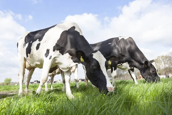 Close-up de vacas pretas e brancas no prado holandês na primavera ensolarada — Fotografia de Stock