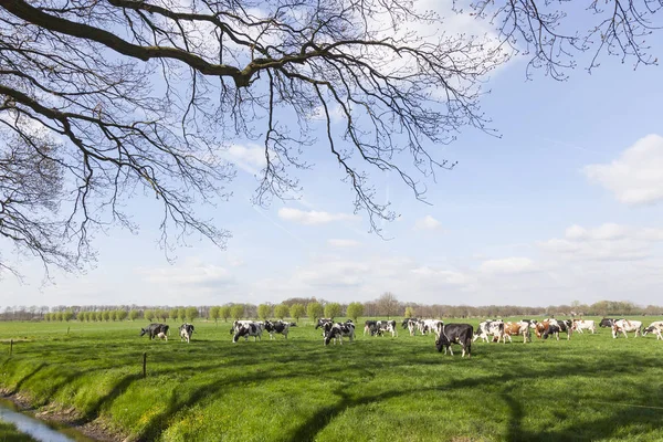 Stádo krav holstein holandské louce na jaře s vrby v — Stock fotografie