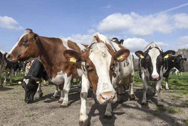 Närbild av kor i holländska äng på solig vårdag — Stockfoto