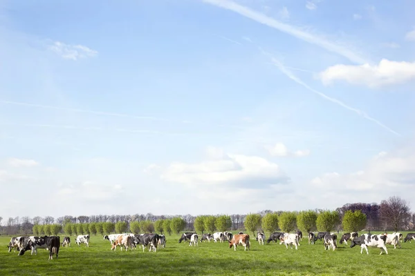Manada de vacas holstein en prado holandés en primavera con sauces en —  Fotos de Stock