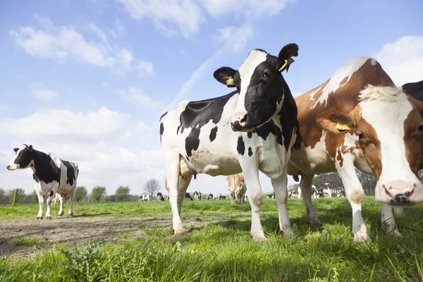 siyah kırmızı ve beyaz inekler güneşli spr Hollandalı çayırda closeup