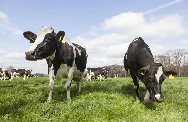 日当たりの良い春のオランダの牧草地に白と黒の牛のクローズ アップ — ストック写真