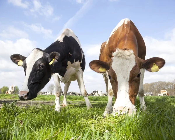 Großaufnahme von Kühen auf holländischer Weide an sonnigem Frühlingstag — Stockfoto