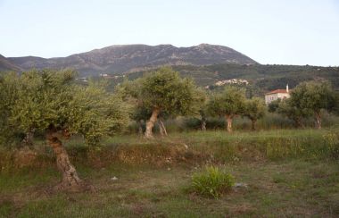 manzara ev ve dağ pelopon üzerinde eski zeytin ağaçları
